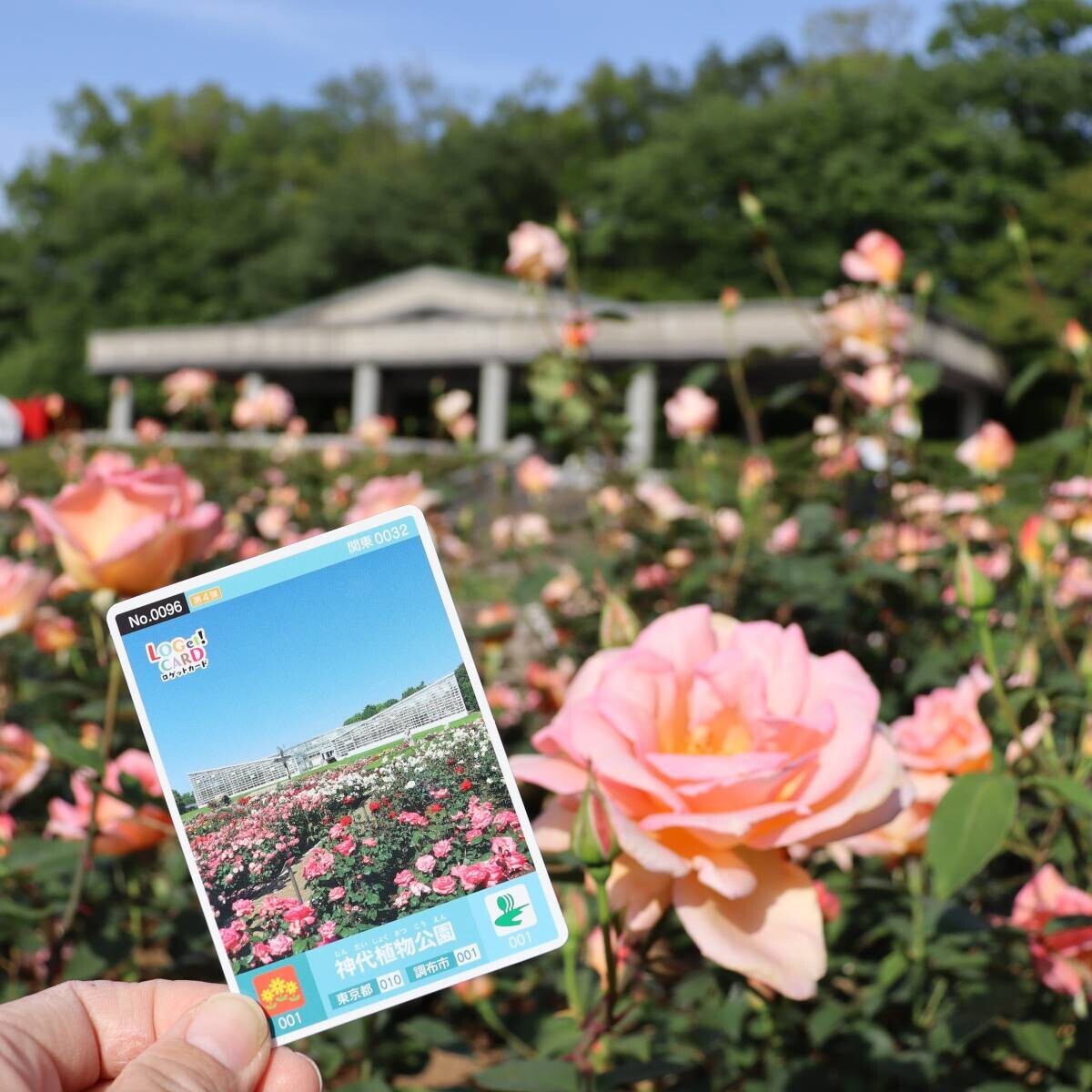 神代植物公園「秋のバラフェスタ」10/8（火）～開催！