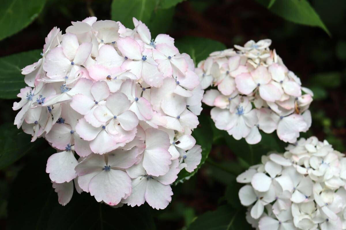 【神代植物公園】梅雨を満喫「アジサイウィーク」5月28日(火)から開催します。
