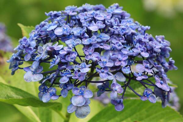【神代植物公園】梅雨を満喫「アジサイウィーク」5月28日(火)から開催します。