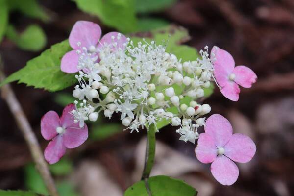 【神代植物公園】梅雨を満喫「アジサイウィーク」5月28日(火)から開催します。