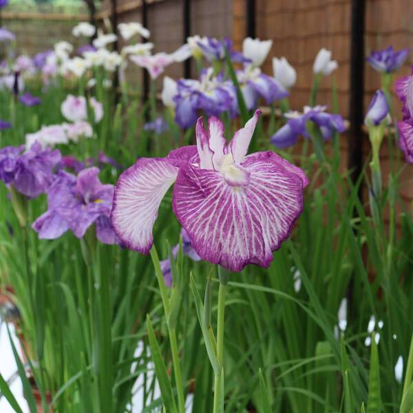 【神代植物公園】梅雨を満喫「アジサイウィーク」5月28日(火)から開催します。