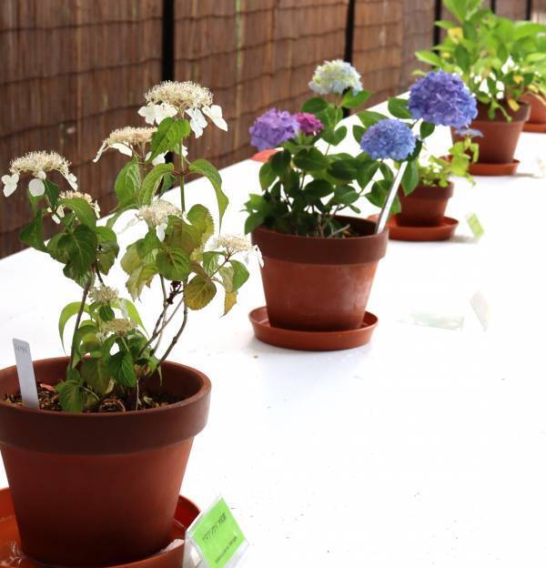 【神代植物公園】梅雨を満喫「アジサイウィーク」5月28日(火)から開催します。