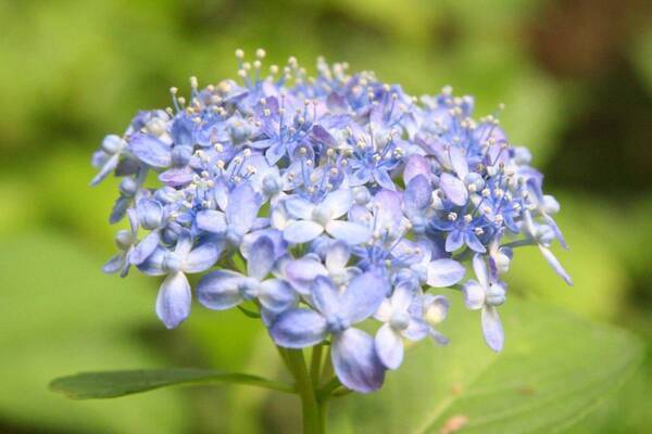 【神代植物公園】梅雨を満喫「アジサイウィーク」5月28日(火)から開催します。