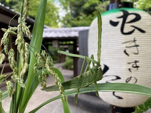 【向島百花園】伝統行事「虫ききの会」「月見の会」「萩まつり」を開催します（8/22～10/1）