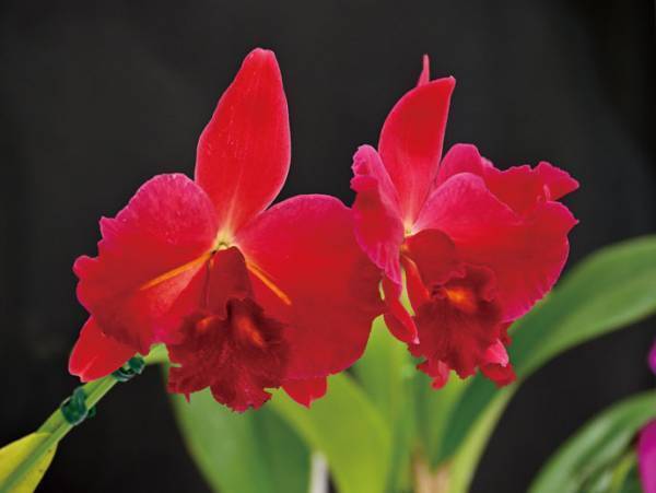 約10,000株、約500種の国内最大の百貨店らん展示イベント「第19回 関西らんフェスタ」を開催