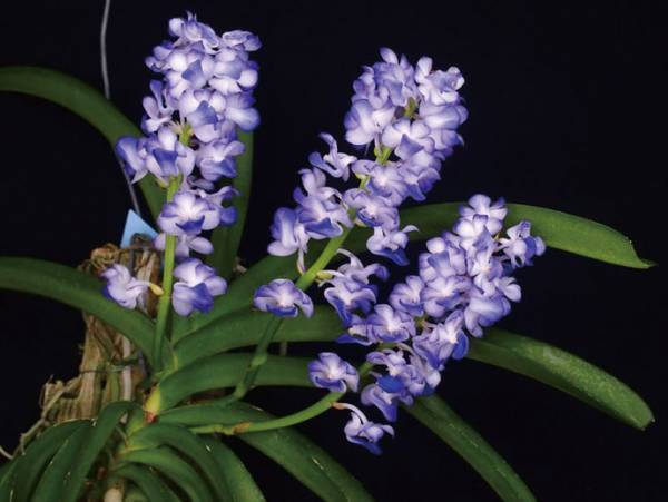 約10,000株、約500種の国内最大の百貨店らん展示イベント「第19回 関西らんフェスタ」を開催