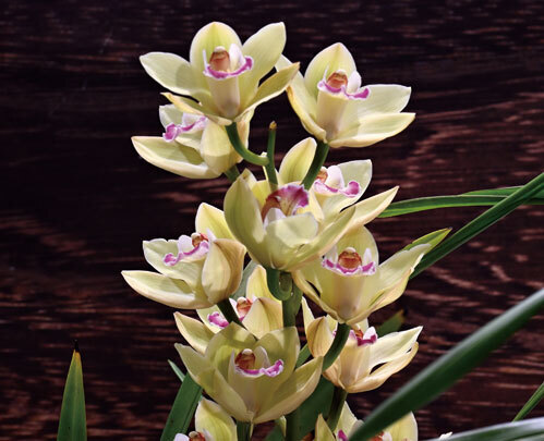 約10,000株、約500種の国内最大の百貨店らん展示イベント「第19回 関西らんフェスタ」を開催