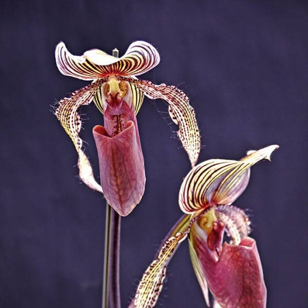 約10,000株、約500種の国内最大の百貨店らん展示イベント「第19回 関西らんフェスタ」を開催