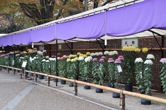 第64回神代植物公園「菊花大会」10月26日(土)～11月17日(日)開催