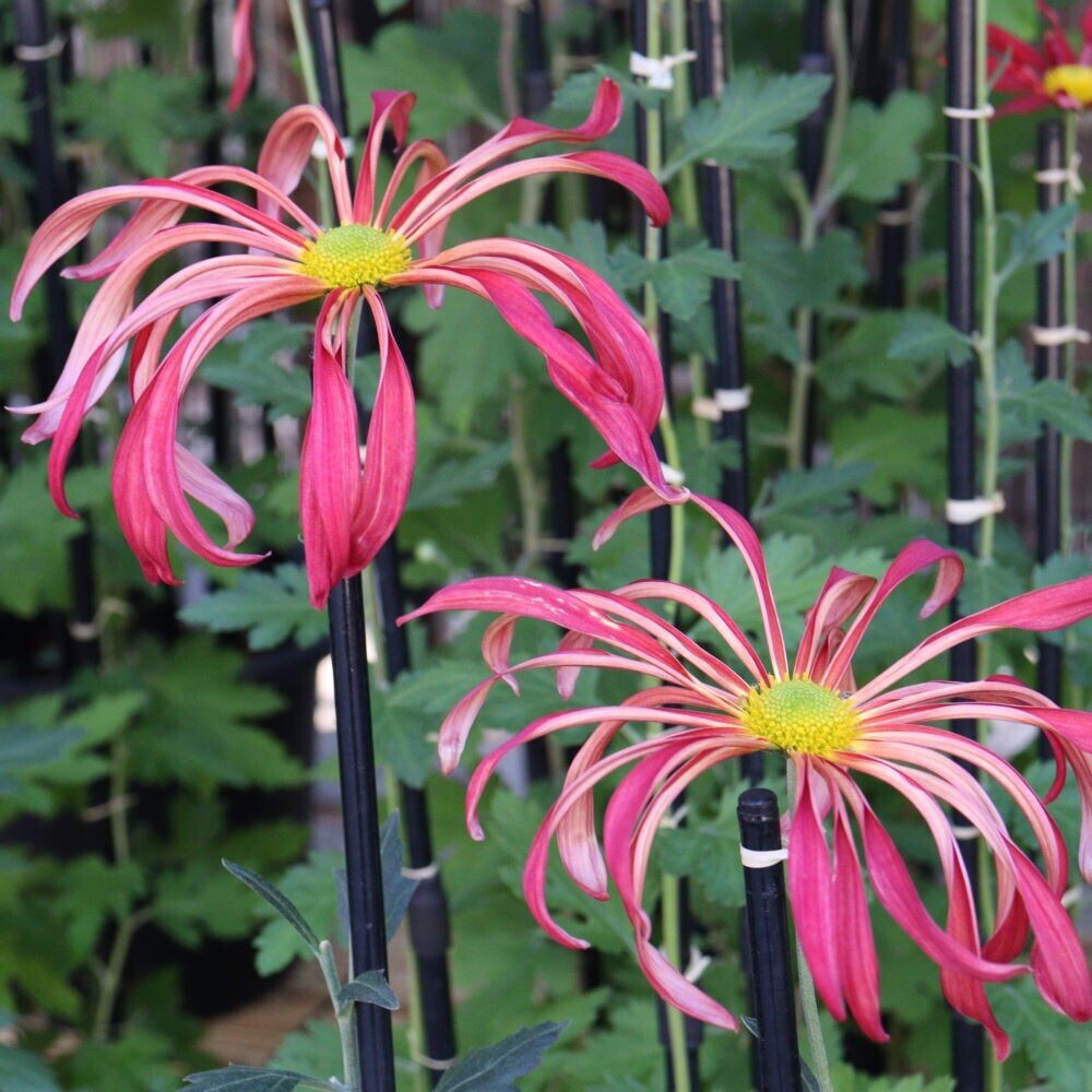 第64回神代植物公園「菊花大会」10月26日(土)～11月17日(日)開催