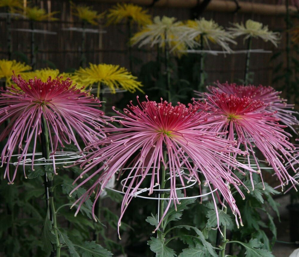 第64回神代植物公園「菊花大会」10月26日(土)～11月17日(日)開催