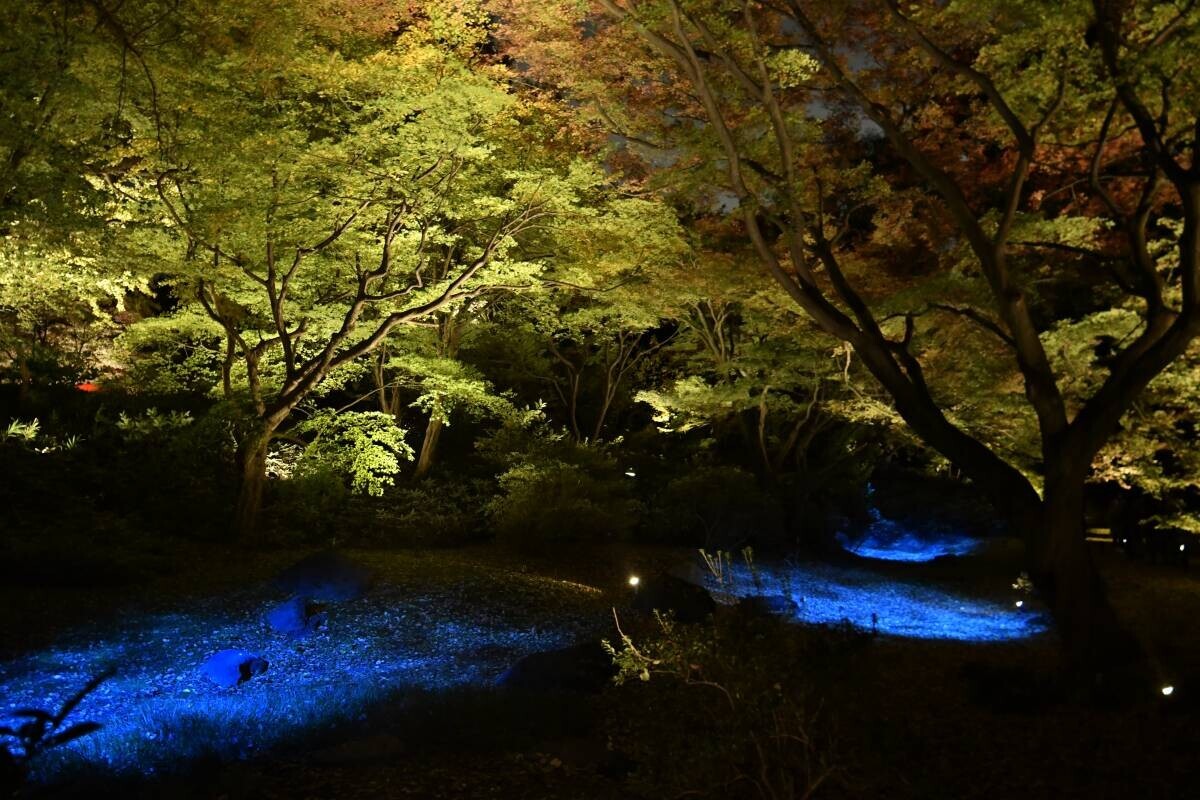 【11/1から募集スタート】秋のTOKYO Instagramフォトコンテスト2024 ～都立公園・庭園・隅田川でたのしむ秋～