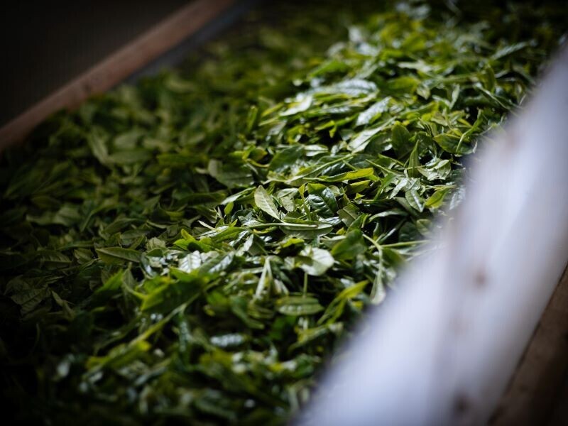耕作放棄地を減らし、オーガニック日本茶を増やす。サスティナブルお茶ブランドOchanowa 新商品ラインナップを7月1日より発売開始