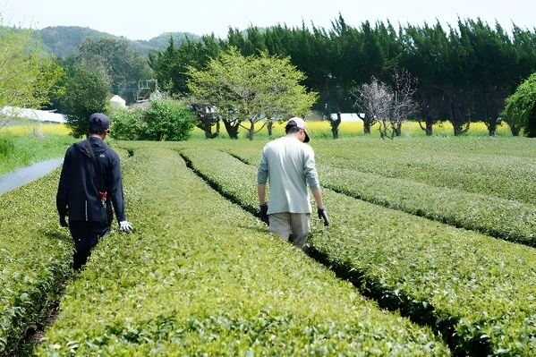 耕作放棄地を減らし、オーガニック日本茶を増やす。サスティナブルお茶ブランドOchanowa 新商品ラインナップを7月1日より発売開始