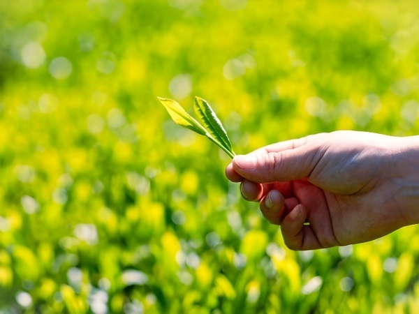 耕作放棄地を減らし、オーガニック日本茶を増やす。サスティナブルお茶ブランドOchanowa 新商品ラインナップを7月1日より発売開始