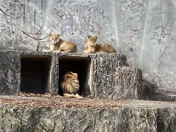 「教えちゃうZOO！～ほのぼの動物園の楽しみ方～」動物園マスターが伝授します！【広島ホームテレビ】
