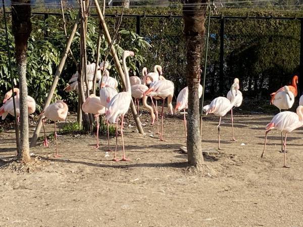 「教えちゃうZOO！～ほのぼの動物園の楽しみ方～」動物園マスターが伝授します！【広島ホームテレビ】