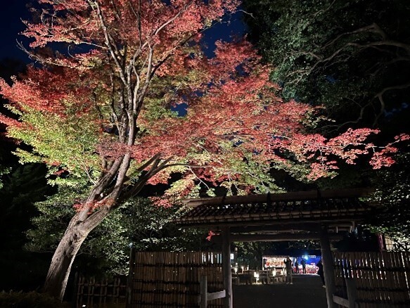 庭紅葉の六義園 夜間特別観賞【11/22～開催】