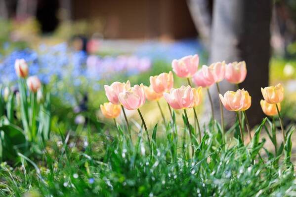 【ロッジ舞洲】大阪・舞洲の春はワクワクがいっぱい！自然豊かなホテル・ロッジ舞洲で、ご家族や友人と楽しめるアウトドア体験！宿泊者には特別割引の適用を開始