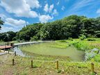 平山城址公園で7月13日(土)「里地里山体験！身近なところに別世界が！～平山城址公園・宮嶽谷戸・堀之内寺沢里山公園ウォーキング～」を開催！