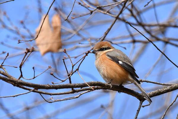 【小峰公園】あきる野の鳥見づくしを２月10日（土）に開催！秋川渓谷～小峰公園内までを散策します！