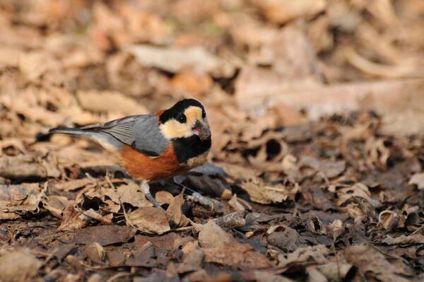 【小峰公園】あきる野の鳥見づくしを２月10日（土）に開催！秋川渓谷～小峰公園内までを散策します！