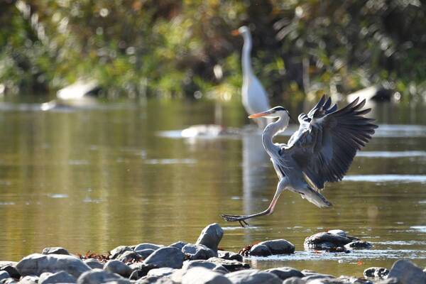 【小峰公園】あきる野の鳥見づくしを２月10日（土）に開催！秋川渓谷～小峰公園内までを散策します！
