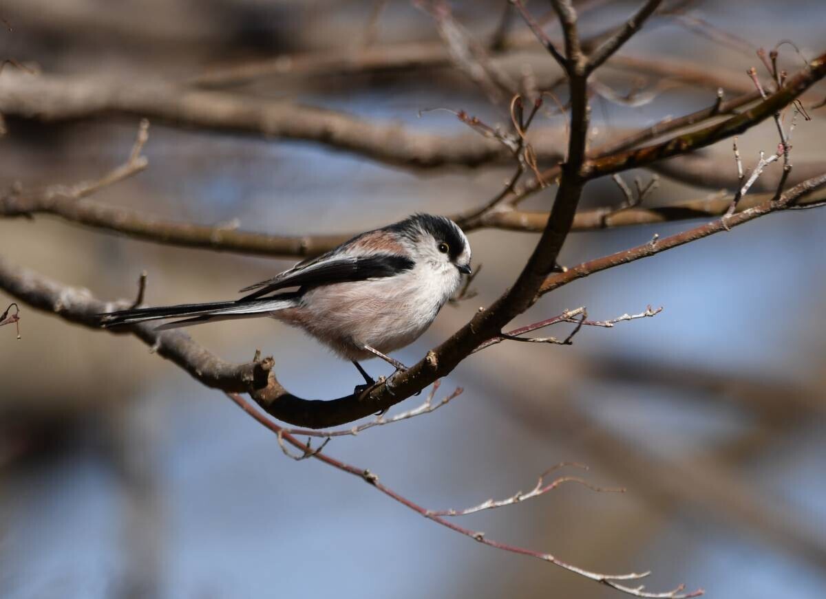 【小峰公園】あきる野の鳥見づくしを２月10日（土）に開催！秋川渓谷～小峰公園内までを散策します！