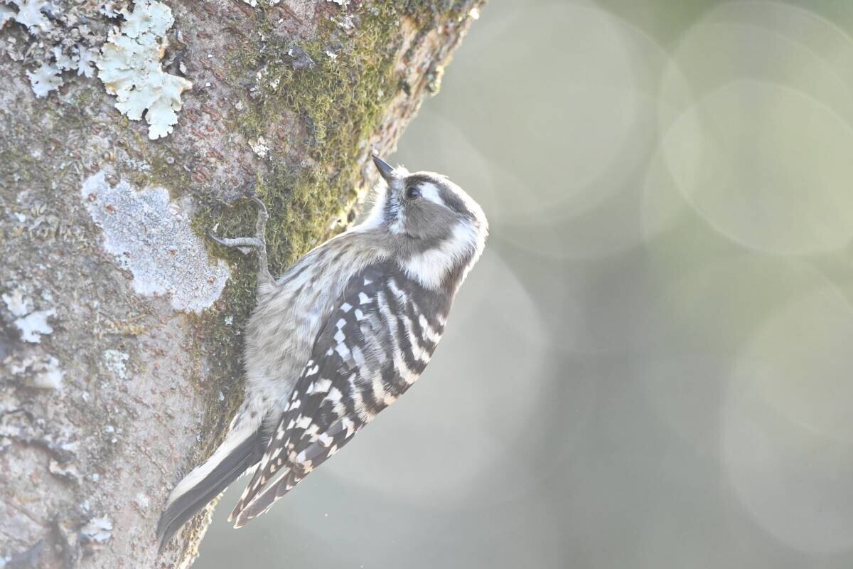 【小峰公園】あきる野の鳥見づくしを２月10日（土）に開催！秋川渓谷～小峰公園内までを散策します！