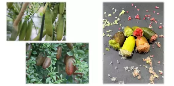 プチプチ食感！長崎県産 フィンガーライムを「ＪＡタウン」の ショップ「もぐもぐながさき」で販売中！ ～料理をさらに美味しく華やかに～