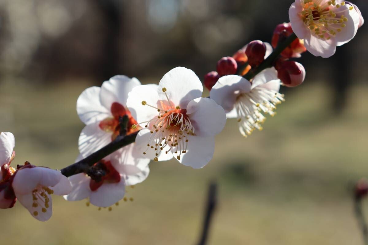 【神代植物公園】“梅まつり”、いよいよ明日（2/14）より開催！