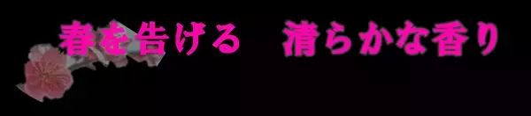 【神代植物公園】“梅まつり”、いよいよ明日（2/14）より開催！