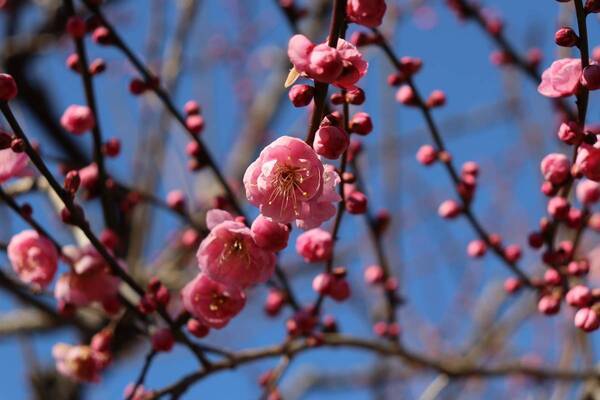 【神代植物公園】“梅まつり”、いよいよ明日（2/14）より開催！