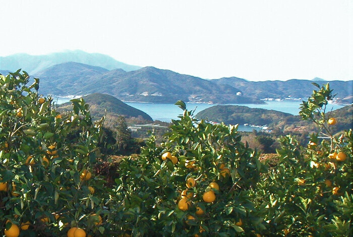 【夏限定】希少な愛媛県産ブラッドオレンジを贅沢に使用！太陽の恵みをいっぱいに受けた真っ赤なジャム「国産ブラッドオレンジ　マーマレード」発売【サンクゼール】