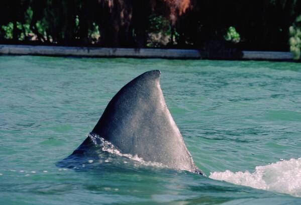 サメ映画の原点にして頂点 「JAWS／ジョーズ」3作品！ 4月の『土曜洋画劇場』BS12 トゥエルビで毎週放送