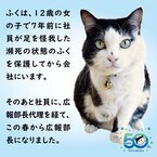 会社猫「ふく」おまんじゅう登場。