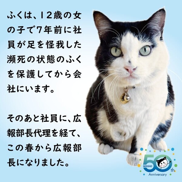 会社猫「ふく」おまんじゅう登場。