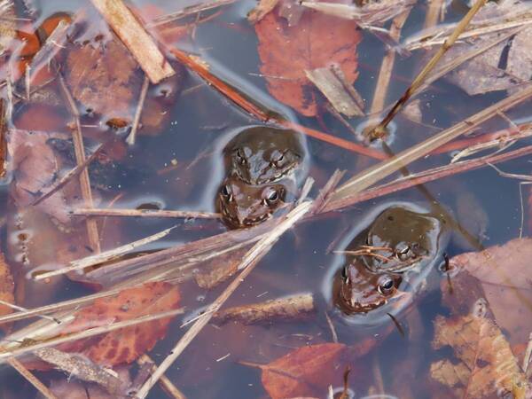 サンクチュアリ・ツアーを開催！【2月24日（土）小山内裏公園】