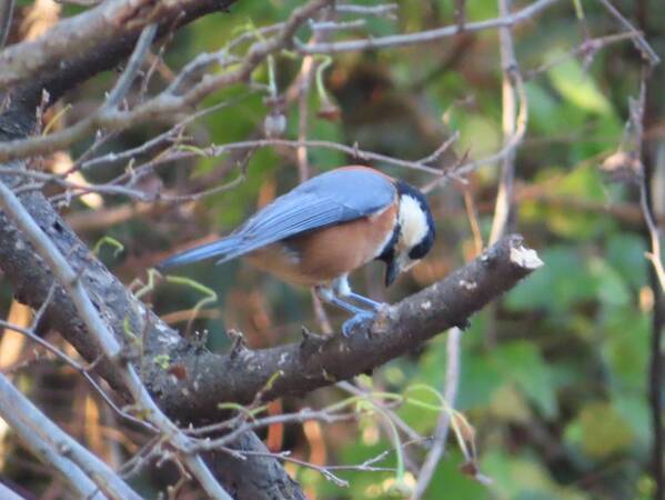 サンクチュアリ・ツアーを開催！【2月24日（土）小山内裏公園】