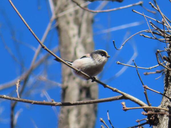 サンクチュアリ・ツアーを開催！【2月24日（土）小山内裏公園】