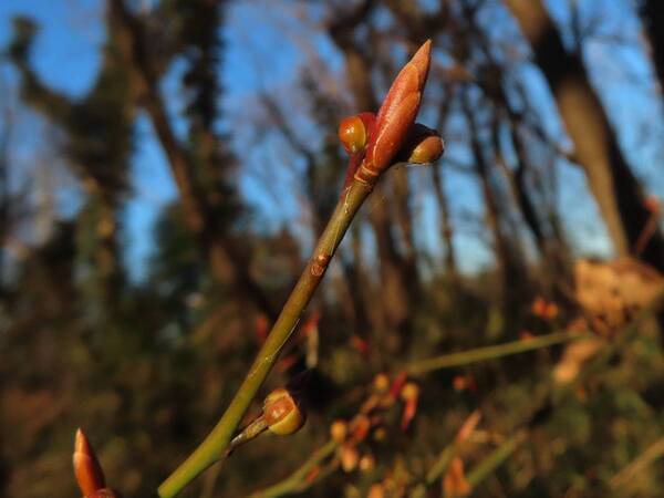 サンクチュアリ・ツアーを開催！【2月24日（土）小山内裏公園】