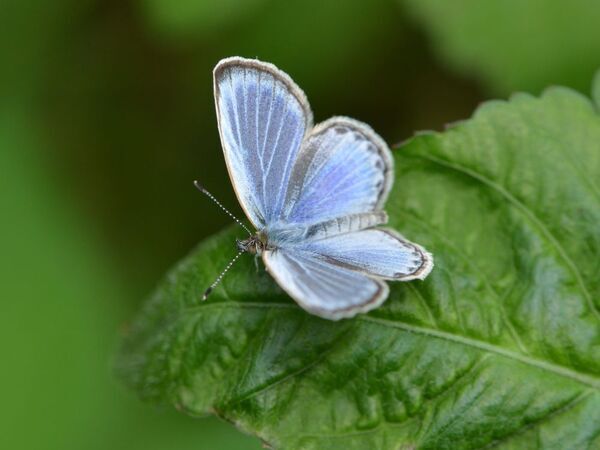 小峰公園で「夏のチョウをさがそう！」7月20日(土)開催！