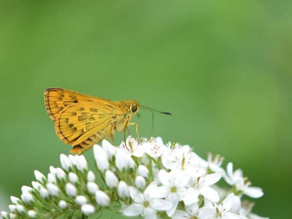 小峰公園で「夏のチョウをさがそう！」7月20日(土)開催！