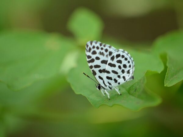 小峰公園で「夏のチョウをさがそう！」7月20日(土)開催！