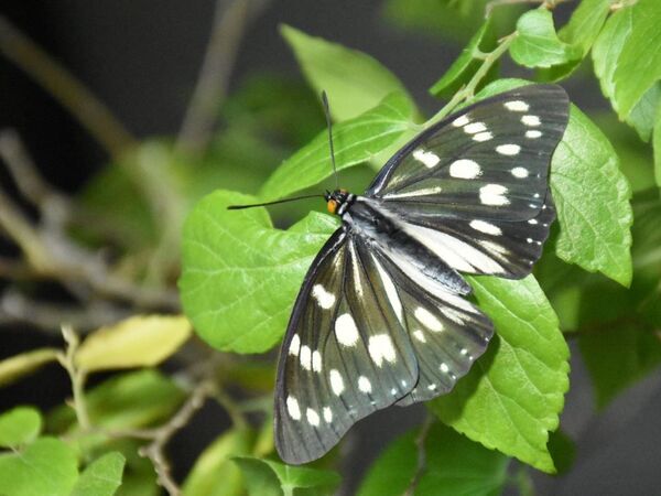 小峰公園で「夏のチョウをさがそう！」7月20日(土)開催！