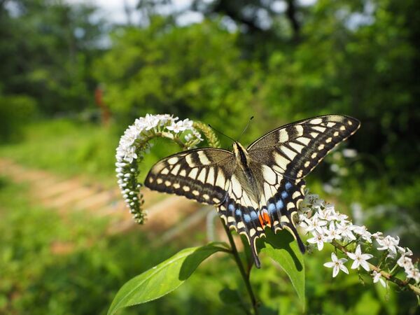小峰公園で「夏のチョウをさがそう！」7月20日(土)開催！