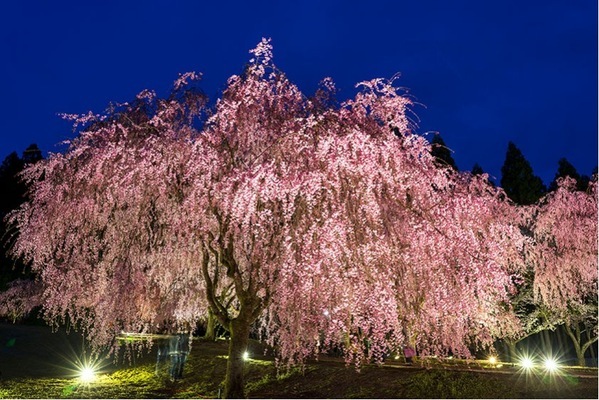 北陸新幹線延伸開業で、首都圏からのアクセスが良好に！ 大江戸温泉物語　石川県と福井県の宿で3月1日、春のまんぞくバイキングスタート！