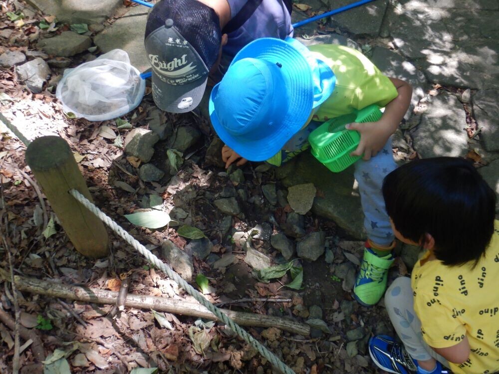 虫好き集まれ！小山田緑地で8月22日(木)「夏の昆虫観察会～昆虫観察入門～」開催します！