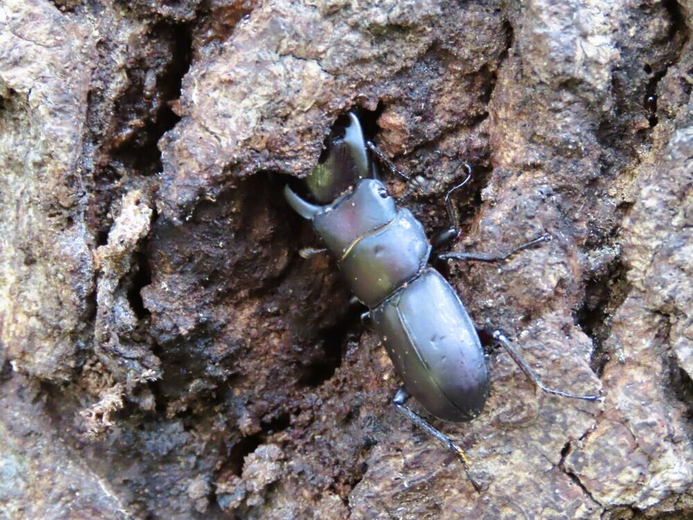 虫好き集まれ！小山田緑地で8月22日(木)「夏の昆虫観察会～昆虫観察入門～」開催します！