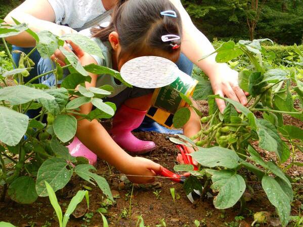 【4/7から全4回】小峰公園「おいしい野菜づくり」参加者募集中！今年はジャガイモと枝豆を育てます。